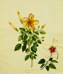 Studies of Hibisci, an Aloe ja muut, n. 1840