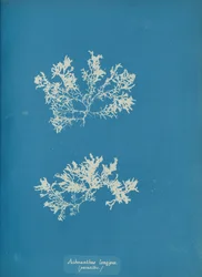 Achnanthes longipes. paràsit., ca. 1853. finlandès