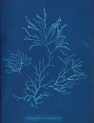 Cladostephus verticillatus, n. 1853