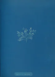 Cystoseira barbata, n. 1853.