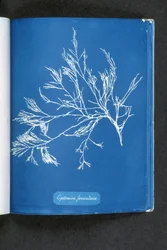 Cystoseira foeniculacea, teoksesta "Photographs of British Algae: Cyanotype Impressions", julkaistu 1843-53