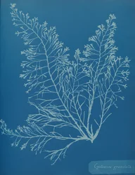Cystoseira granulata, n. 1853.