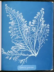 Cystoseira granulata, teoksesta "Photographs of British Algae: Cyanotype Impressions", julkaistu 1843-53