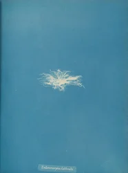 Enteromorpha clathrata, n. 1853.