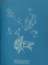Exillaria crystallinum parasitic, n. 1853.
