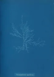 Gloisiphonia capillaris, n. 1853.