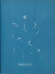 Grateloupia filicina, n. 1853.