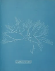 Griffithsia corallina, n. 1853.