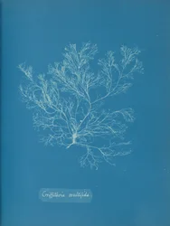 Griffithsia multifida, n. 1853.