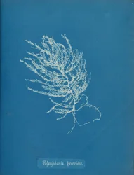 Polysiphonia byssoides, n. 1853.