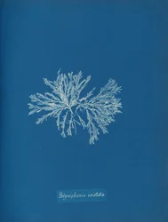 Polysiphonia cristata, n. 1853.