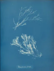 Polysiphonia fibrata, n. 1853.
