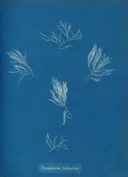 Polysiphonia fruticulosa, n. 1853.