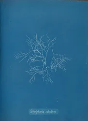 Polysiphonia subulifera, n. 1853.
