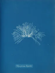 Polysiphonia thuyoides, n. 1853.