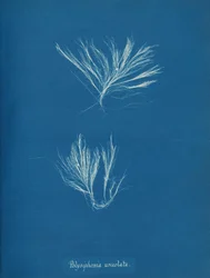 Polysiphonia urceolata, n. 1853.
