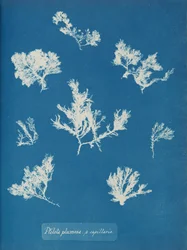 Ptilota plumosa. ß kapillaarit, n. 1853.