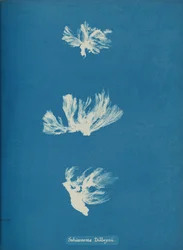 Schizonema Dillwynii, n. 1853.