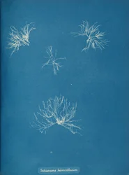 Schizonema helminthosum, n. 1853.