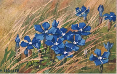 Sininen valerian, postikortti, 1940-luku