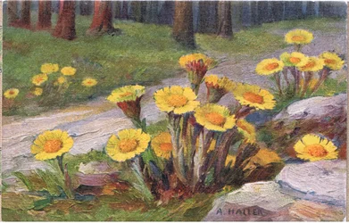 Coltsfoot, postikortti, 1940-luku