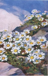 Päivänkakkaroita, postikortti, 1940-luku