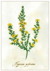 Hypericum perforatum, 2015 (guassi)