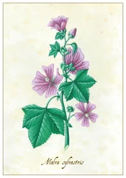 Malva sylvestris, 2015 (guassi)