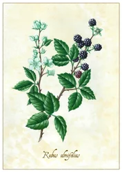 Rubus ulmifolius, 2015 (guassi)