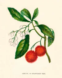 Arbutus eli mansikkapuu, c1891, 1891