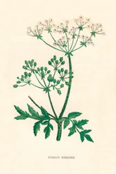 Common Hemlock, c1891, 1891