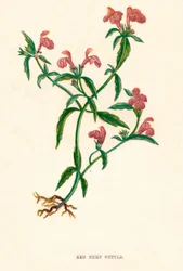 Punainen hamppunokkonen, c1891, 1891