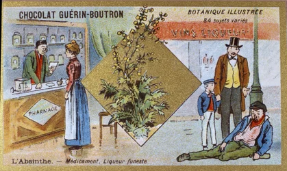 Absintti: lääke ja tappava likööri. Kaiverrus (kromo). Mainoskromolitografia Guerin-Boutron-suklaatille, 1800-luvun loppu. Illustree kasvitieteellinen sarja.
