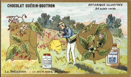 Belladonna: makea katkera, lääke. Kaiverrus (kromo). Mainoskromolitografia Guerin-Boutron-suklaatille, 1800-luvun loppu. Illustree kasvitieteellinen sarja.
