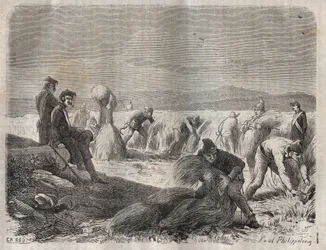 Sadonkorjuujoukot Belle-Ile-en-Merin vankilassa (kaunis saari merellä) 1800-luvulla. Pierre Zacconen (1817-1895) (1817-1895) (Colonia Penale - Penal Colony) kaiverrus kirjaan ”Vangoitujen historia heidän luomisestaan ​​nykypäivään” (1877). Yksityinen kokoe