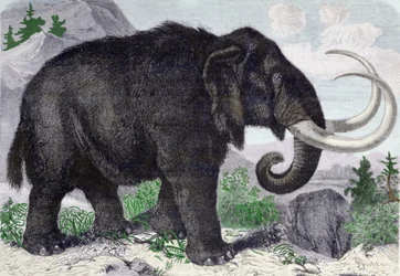 Mammutin esitys. Uusittu Pietarin akatemian jäsenen Adamsin löytöjen jälkeen. Kaiverrus vuodelta 1867. .