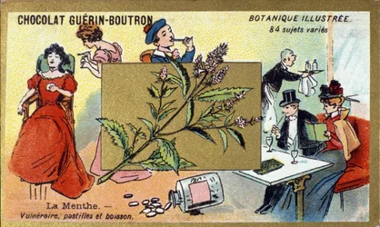 Haavoittuva minttu, pastillit ja juoma. Kaiverrus (kromo). Mainoskromolitografia Guerin-Boutron-suklaatille, 1800-luvun loppu. Illustree kasvitieteellinen sarja.