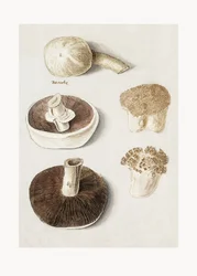 Tavallinen niittosieni (Agaricus campestris), pystyssä