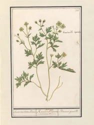 Leinikki (Ranunculus) Buttercup / Ranunculi palustris lajit. / Bacinet genoille. (otsikko esineessä)