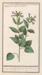 Täplikäs keuhkojuuri (Pulmonaria officinalis) Pidempi Spice. / Pulmonaria. / Keuhko. (otsikko esineessä)