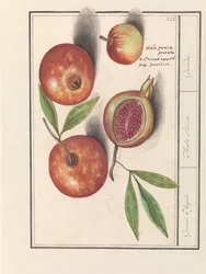 Granaattiomena (Punica granatum) Grenaert omenat. / Mala Punica. / Kranaatit. (otsikko esineessä)