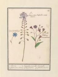 Kuifhyacint (Muscari comosum) en korenbloem (Centaurie) 1. Kaappaus 2. violetti Coorn Bloeme / 1. hyasinttidioskoridit. Komea pormestari. 2. Cajanus violetti. / 1. hyasintti 2. petit bluet violet (otsikko esineessä)