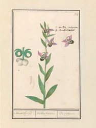 Laughing Bumblebee Orchid (Ophrys bombyliflora) ja anemonen (Anemone) | Laughing Bumblebee Orchid (Ophrys bombyliflora) Laughing Bumblebee Orchid (Ophrys bombyliflora)