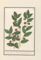 Oliivi (Olea europaea) Laurel puu. / Bacca Laurus. / Laurel (otsikko esineessä)