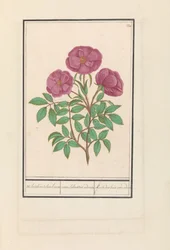 Wilde Roos (Rosa) Welriekende bosch ruusu / rosa silverstris adorata. / Tuoksuinen metsäruusu (otsikko esineessä)