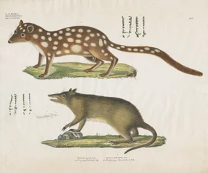 Australian Marsupials with Anatomical Details (käsin värjätty litografia) (käsin värjätty litografia)