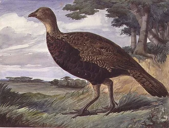 Fasaani ja Greyhen -hybridi (akvarelli paperille)