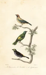 Burnished-buff tanageri, vihreäpäinen tanager ja paratiisitanage
