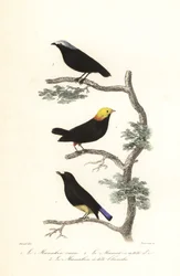 Manakin lajit.