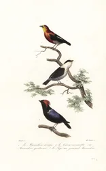 Manakin lajit.
